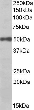 Goat Anti-EIF3E Antibody