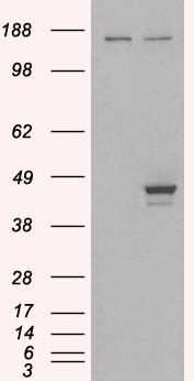Goat Anti-ELF3 / ERT/ ESX Antibody