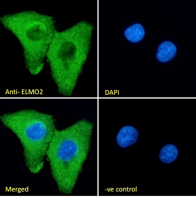 Goat Anti-ELMO2 Antibody