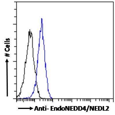 Goat Anti-EndoNEDD4 / NEDL2 Antibody