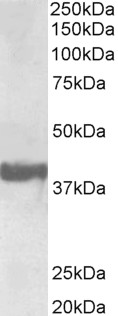 Goat Anti-Endophilin-A1 / SH3GL2 Antibody