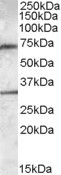 Goat Anti-Endothelial lipase Antibody