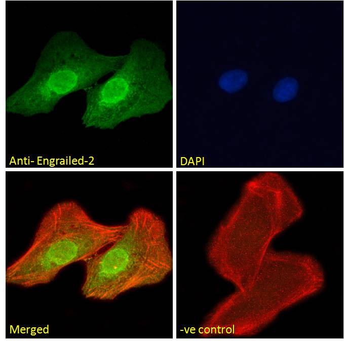 Goat Anti-Engrailed-2 Antibody