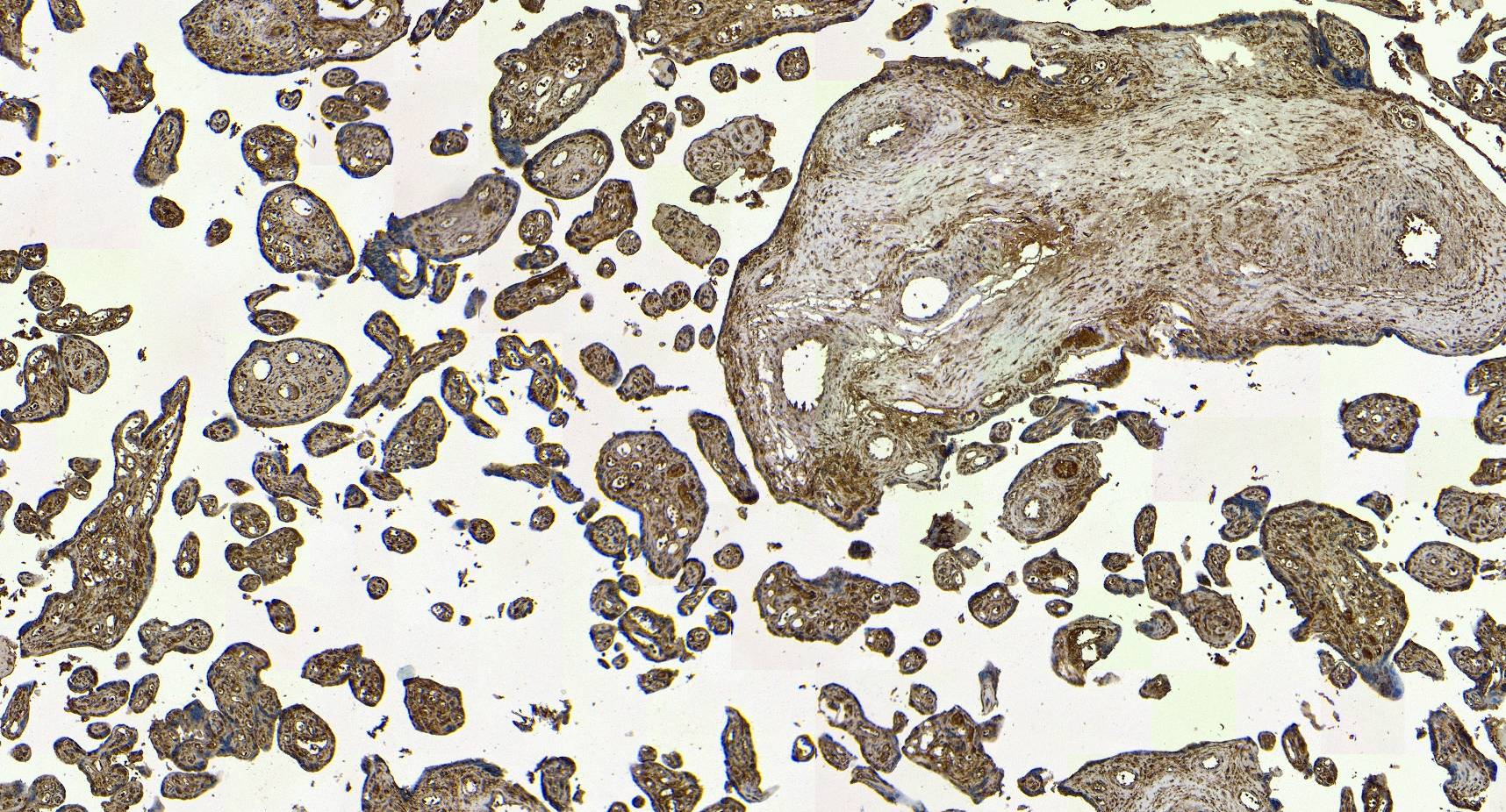 Goat Anti-ENPP1 / PC1 Antibody