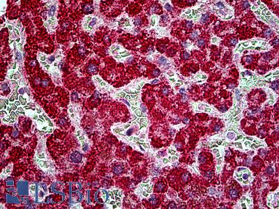 Goat Anti-EPI64/TBC1D10A Antibody