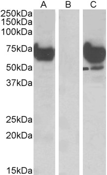 Goat Anti-EPM2AIP1 Antibody