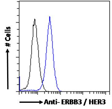 Goat Anti-ERBB3 / HER3 Antibody