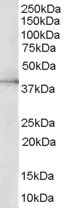 Goat Anti-ERK2 / MAPK1 Antibody