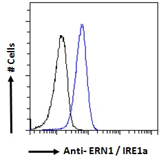 Goat Anti-ERN1 / IRE1a Antibody