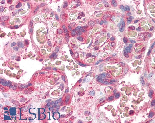 Goat Anti-ERV3 Antibody