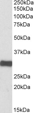 Goat Anti-ETFA Antibody