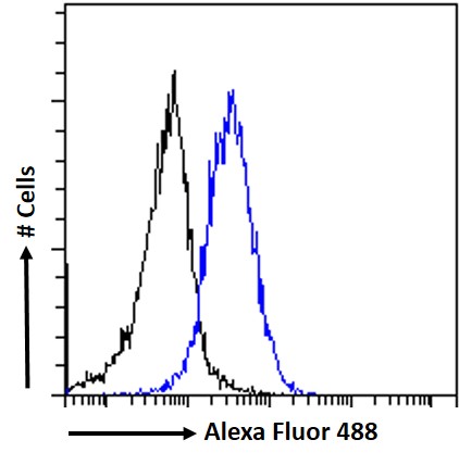 Goat Anti-ETV1 Antibody