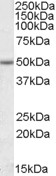 Goat Anti-EVL Antibody