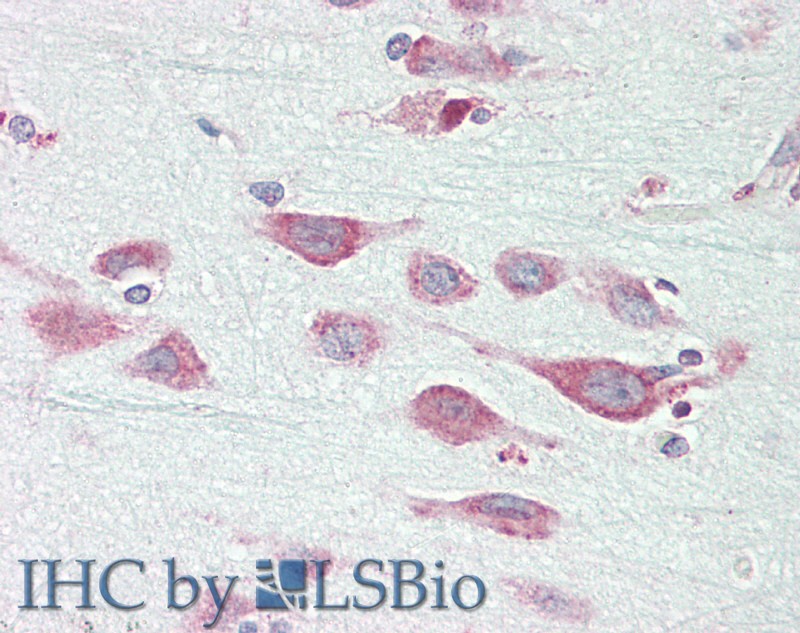 Goat Anti-EXOG Antibody