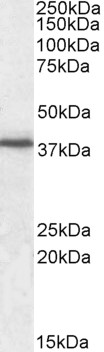 Goat Anti-F11R / JAM-A Antibody