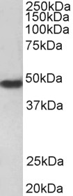 Goat Anti-F2R / PAR1 Antibody