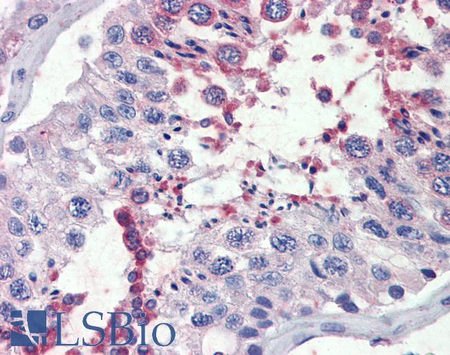 Goat Anti-FAAH Antibody