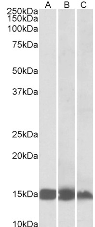 Goat Anti-FABP3 Antibody