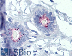 Goat Anti-FALL39 precursor Antibody