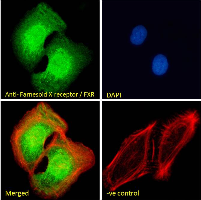 Goat Anti-Farnesoid X receptor / FXR Antibody