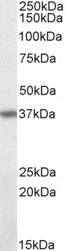 Goat Anti-FAS / CD95 Antibody