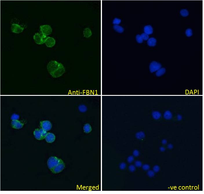 Goat Anti-FBN1 Antibody