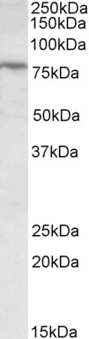 Goat Anti-FBXO31 Antibody