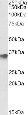 Goat Anti-FBXO4 Antibody