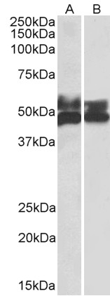 Goat Anti-FCRL1 Antibody
