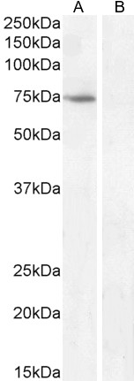 Goat Anti-FEZ1 / Zygin 1 Antibody