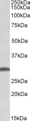 Goat Anti-FGF13 (isoform 1) Antibody