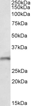 Goat Anti-Fgf14 (mouse N terminus) Antibody