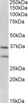 Goat Anti-FGF23 Antibody