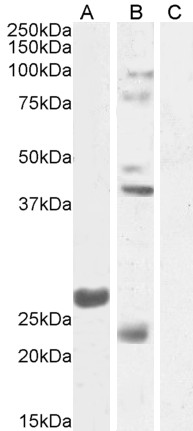 Goat Anti-Fgf23 (mouse) Antibody