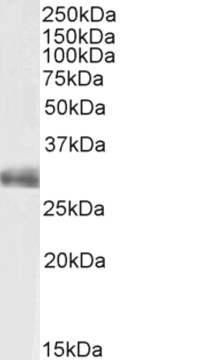 Goat Anti-FGF5 (isoform1) Antibody