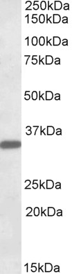 Goat Anti-FGL1 / Hepassocin Antibody