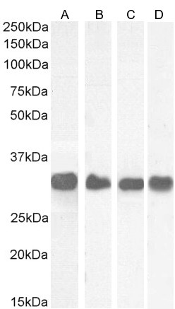 Goat Anti-Fhl1/ Slim1 (mouse) Antibody