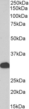 Goat Anti-FHL1 / SLIM1, Biotinylated Antibody