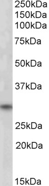 Goat Anti-FHL3 / SLIM2 Antibody