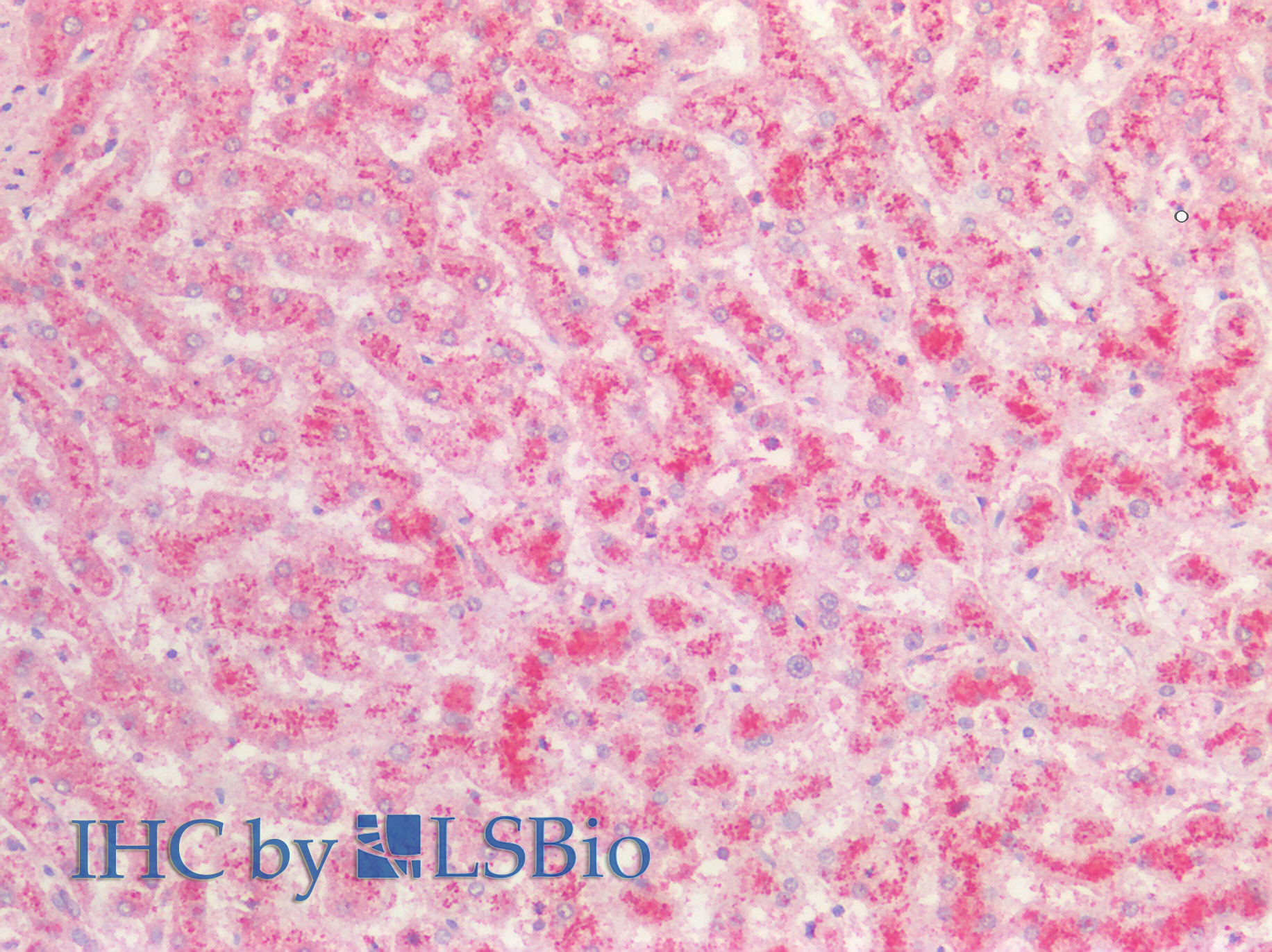 Goat Anti-fibrinogen alpha chain (aa123-135) Antibody