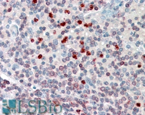 Goat Anti-FLAP / ALOX5AP (internal) Antibody