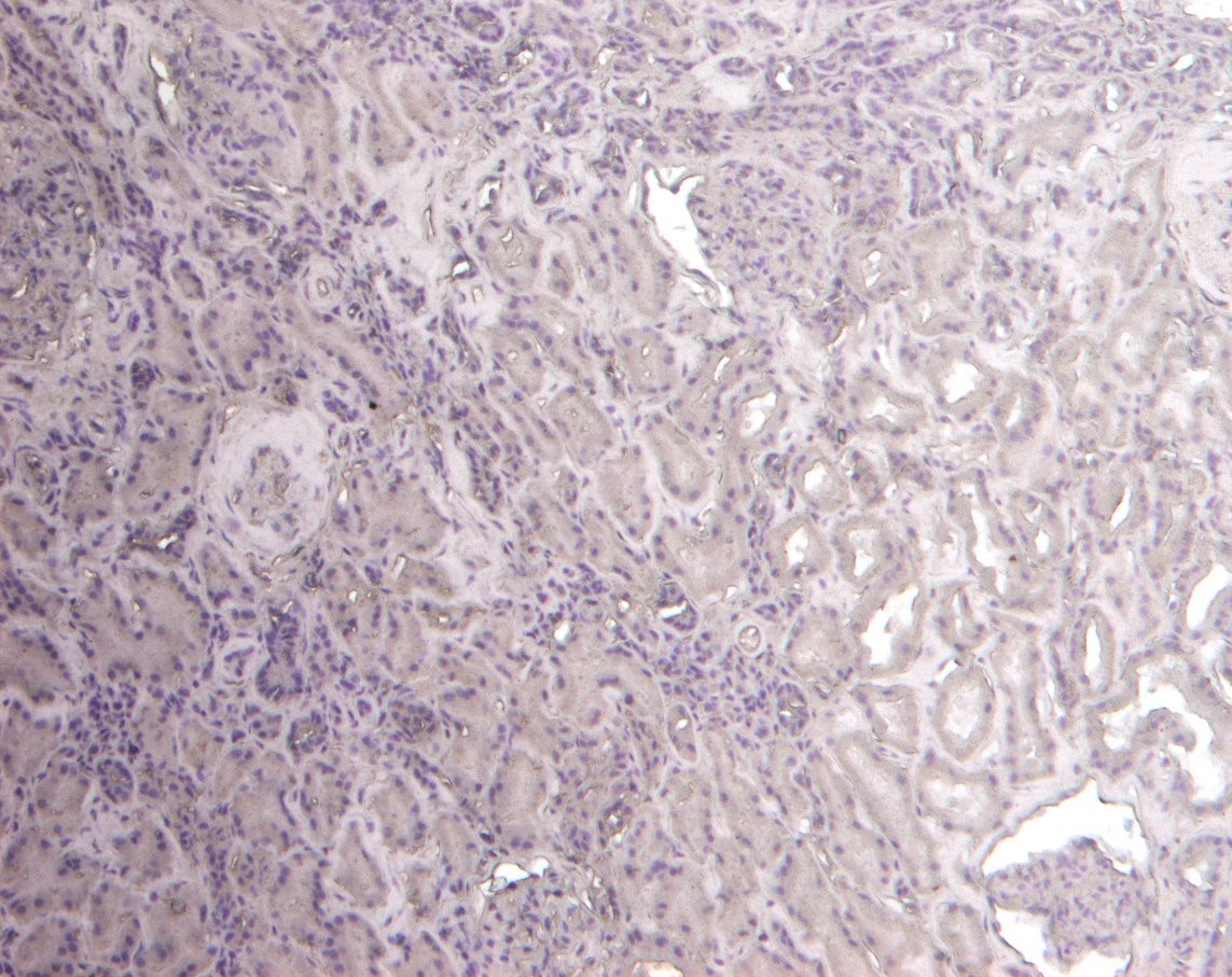 Goat Anti-Flotillin 1 Antibody
