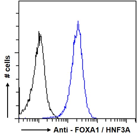 Goat Anti-FOXA1 / HNF3A Antibody