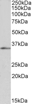 Goat Anti-FOXB1 / FKH5 Antibody
