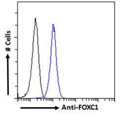 Goat Anti-FOXC1 (C Term) Antibody