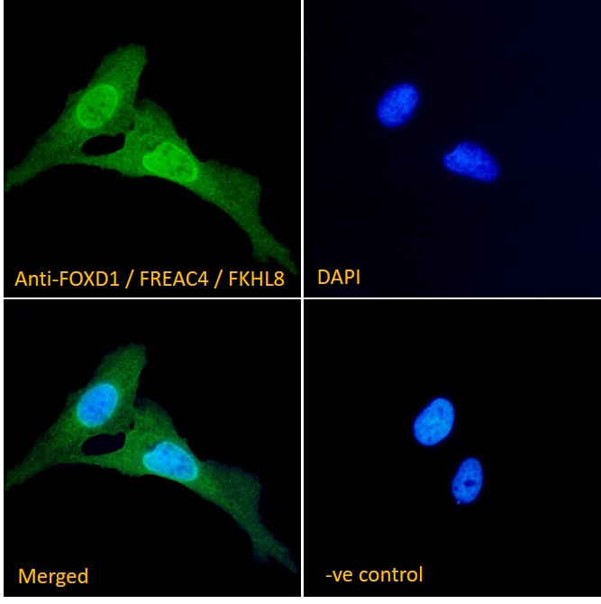 Goat Anti-FOXD1 / FREAC4 / FKHL8 Antibody