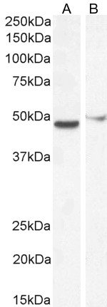 Goat Anti-FOXG1 / BF2 Antibody