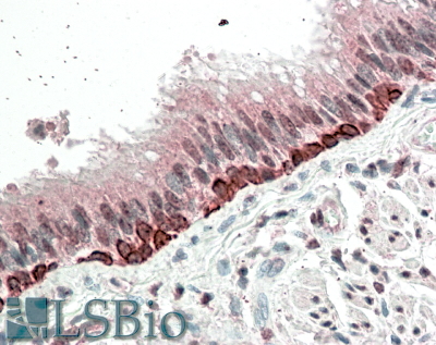Goat Anti-FOXI3 / Forkhead box I3 Antibody
