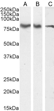 Goat Anti-FOXK2 / ILF (isoform 1) Antibody