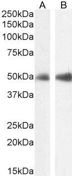 Goat Anti-FOXL2 / BPES Antibody